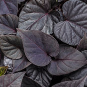 Potato Vine -Ipomea 4" pot and 6 pack