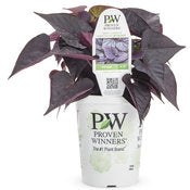 Potato Vine -Ipomea 4" pot and 6 pack