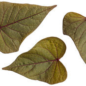 Potato Vine -Ipomea 4" pot and 6 pack