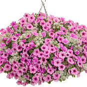 Supertunia Petunias
