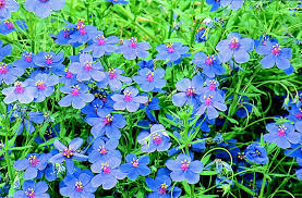 Anagallis Potted Plant