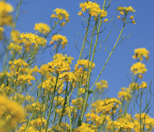Cress seeds - seed packets
