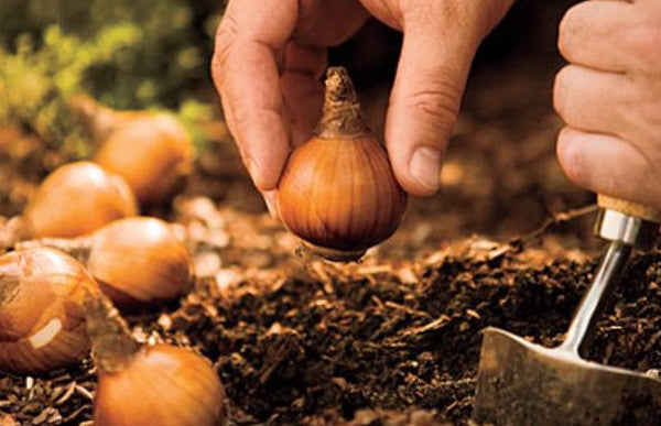 Seeds & Bulbs for Spring Planting