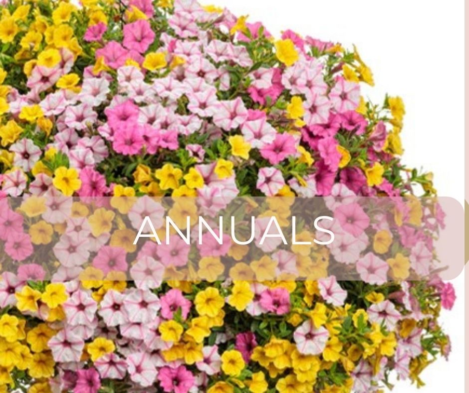 Annuals