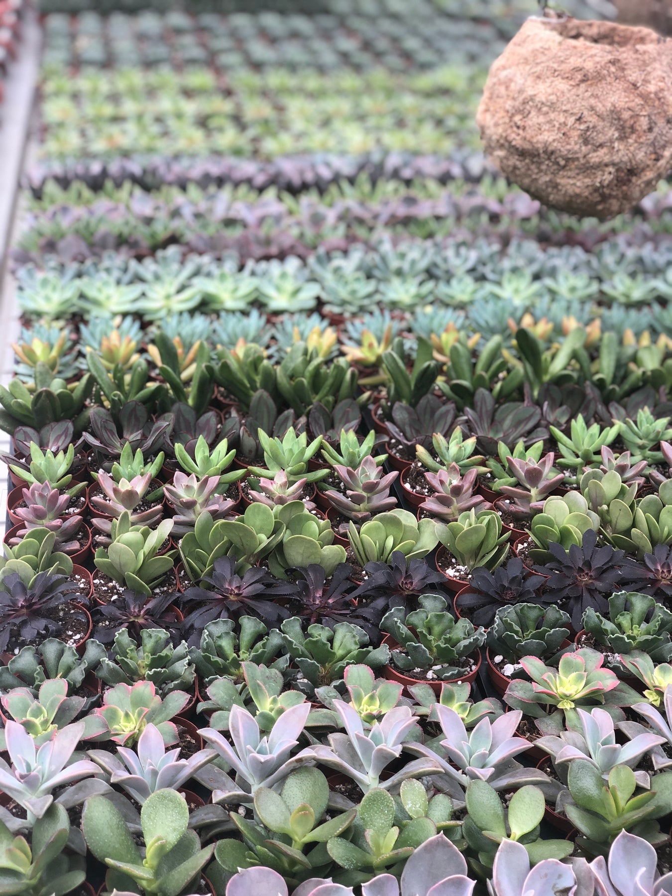 Succulents