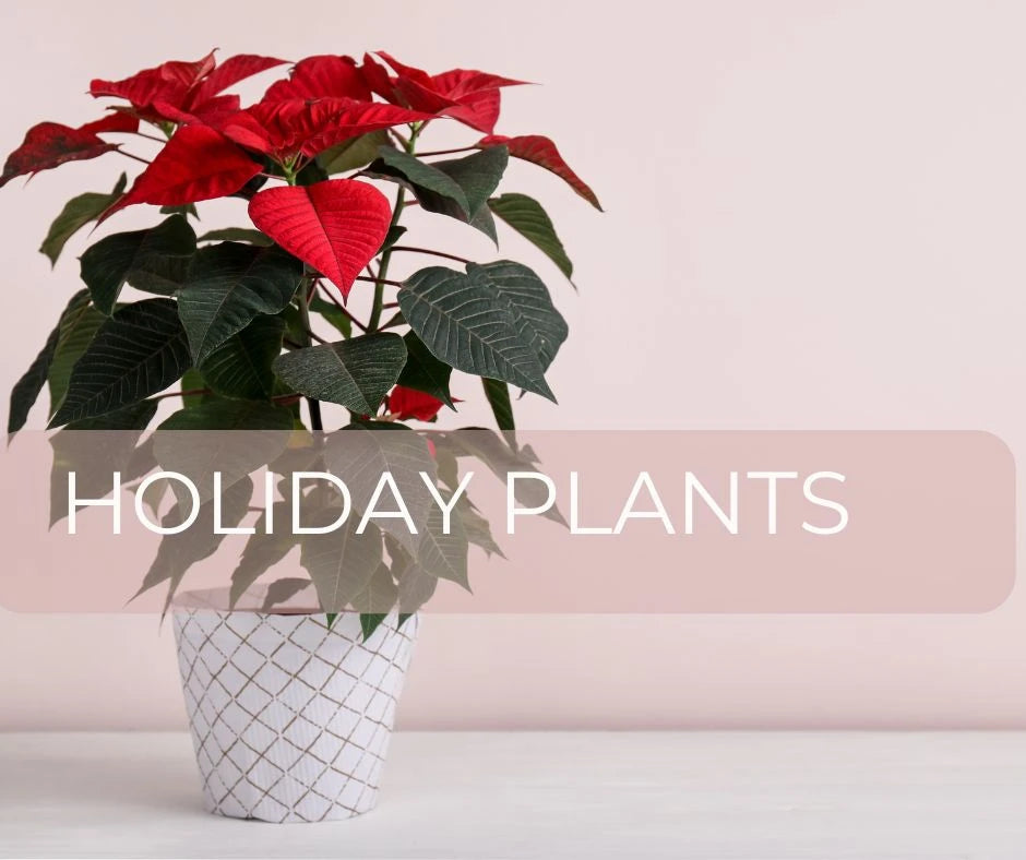 Holiday Plants & Bulbs