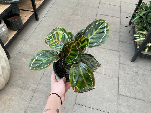 Calathea Medallion 10"