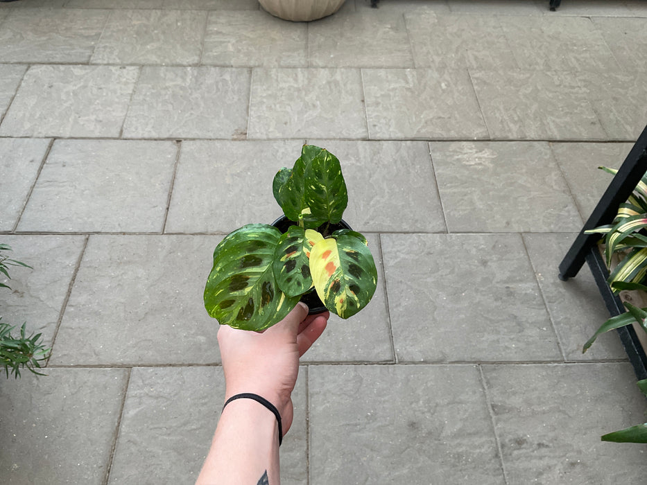 Prayer Plant Maranta Variegated