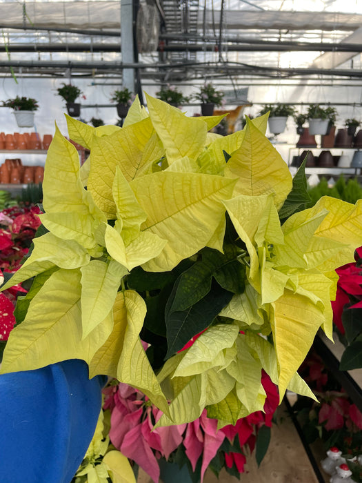 Poinsettia Live (Online