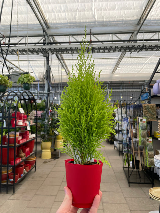 Lemon Cypress