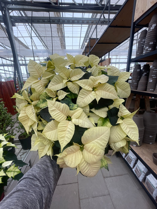 Poinsettia Live (Online