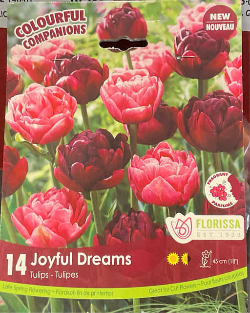 Tulip Companions Joyful Dreams