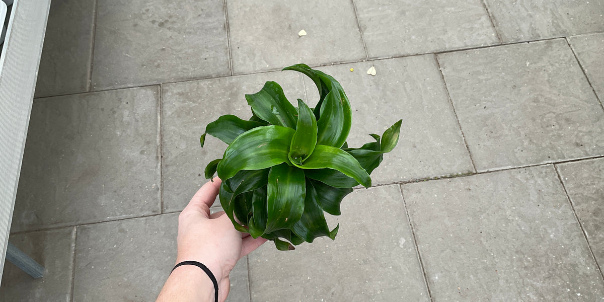 Dracaena twister — Dutch Growers Regina