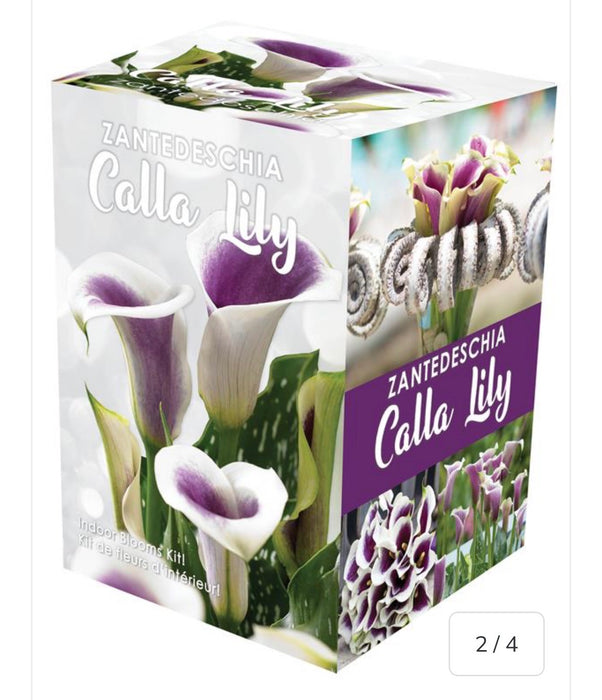 Calla Indoor Blooms Kit GP53