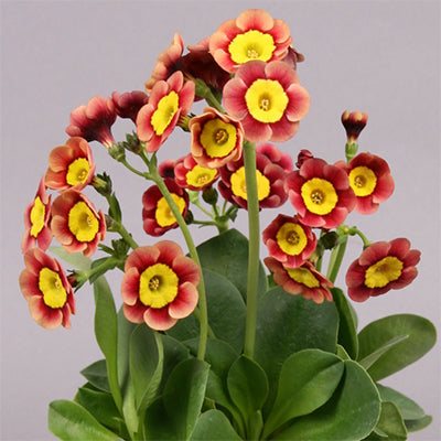 Primula Bavarian Gaudi Traudl 11cm
