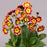 Primula Bavarian Gaudi Traudl 11cm
