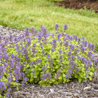 Nepeta Lemon Purrfection 17cm