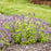 Nepeta Lemon Purrfection 17cm