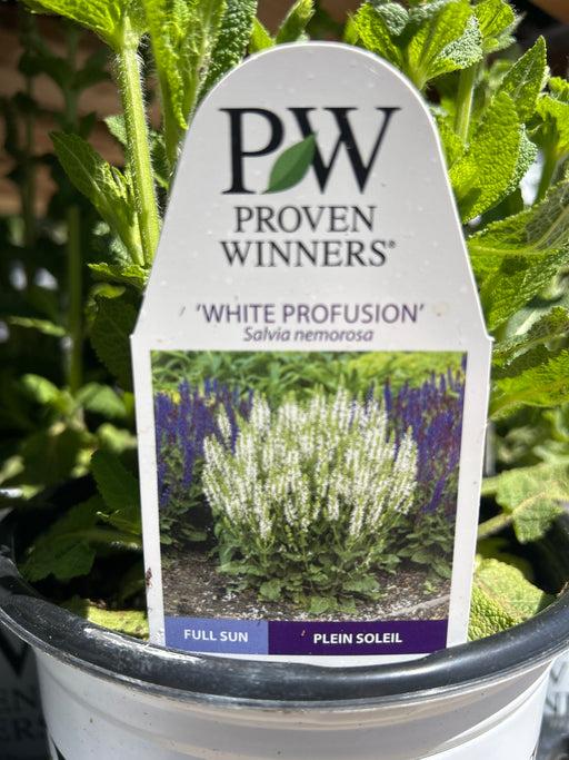 Salvia White Profusion 17cm
