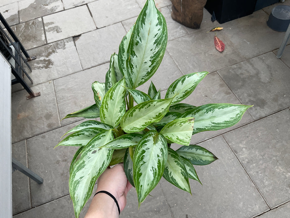 Aglaonema Leprechaun