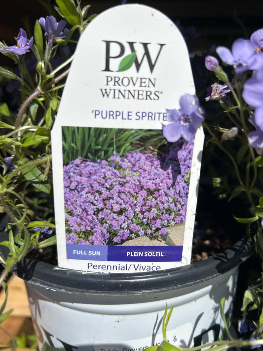 Phlox PW Purple Sprite 17 cm