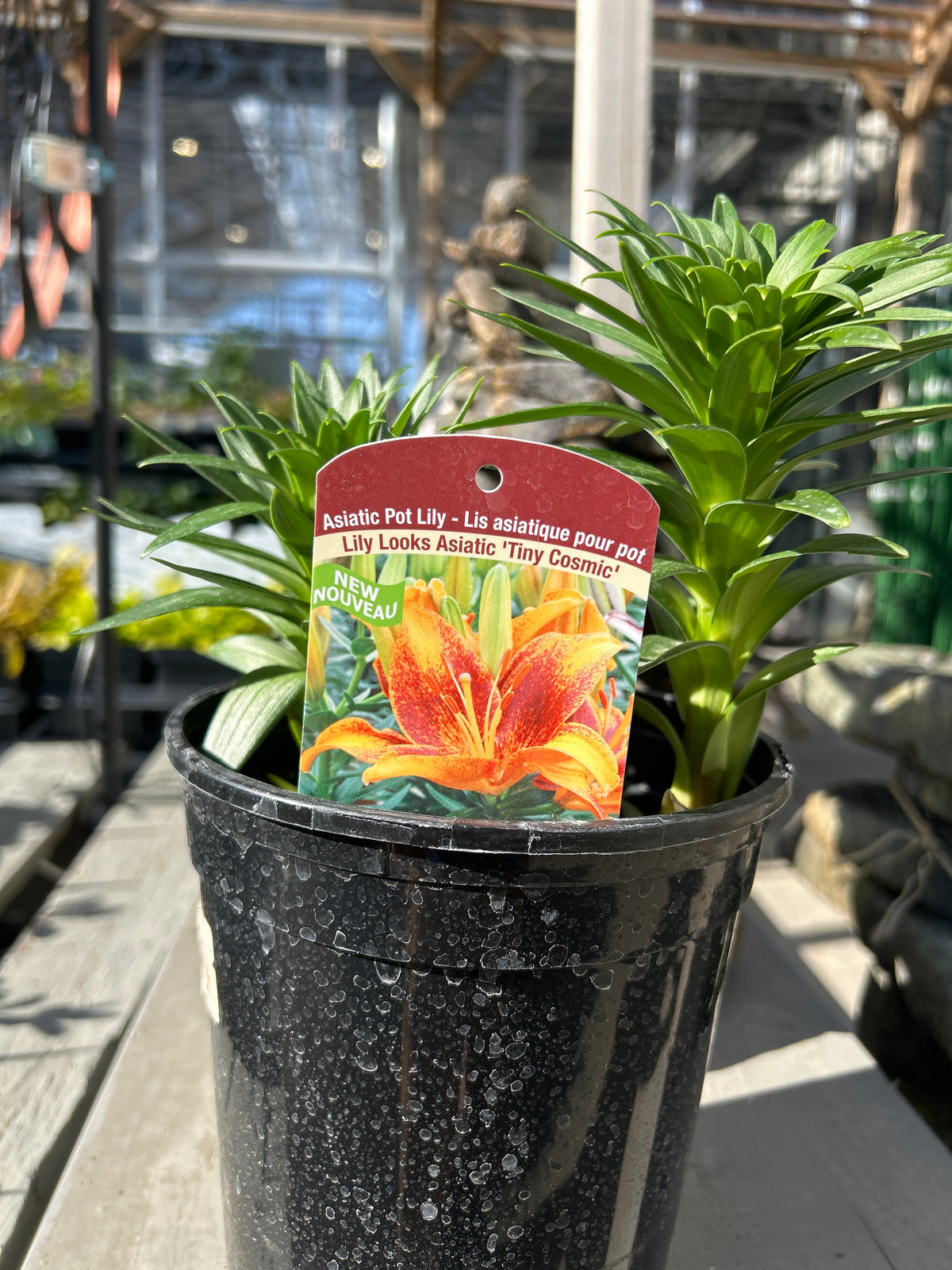 Lily Asiatic Tiny Cosmic 15cm — Dutch Growers Regina