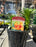 Lily Asiatic Tiny Cosmic 15cm