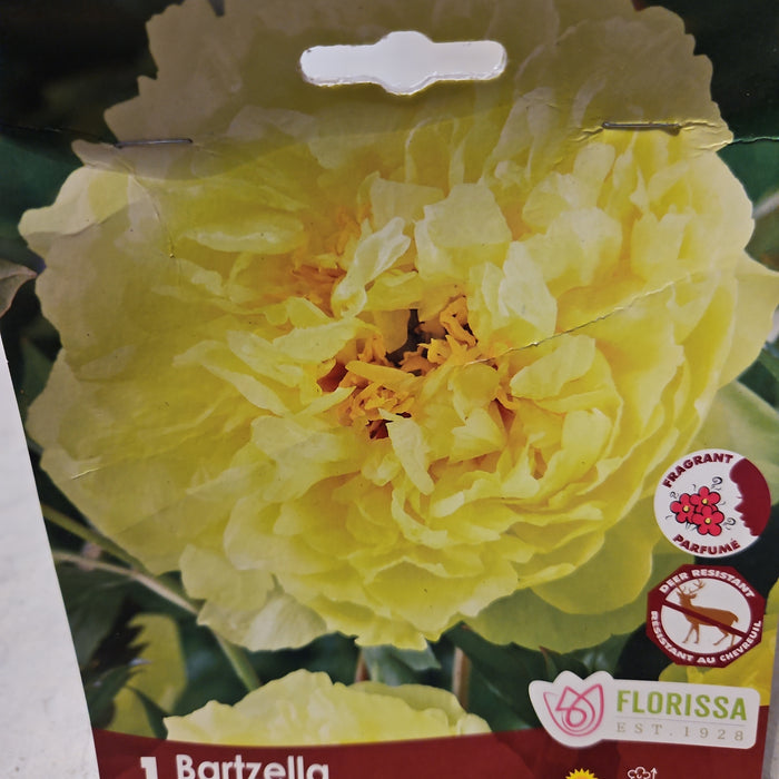 Paeonia Itoh Bartzella