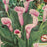 Calla Lily - Airbrush