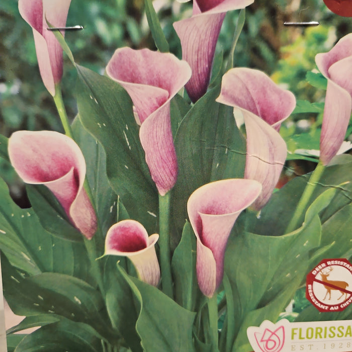 Calla Lily - Airbrush