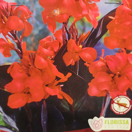 Canna Lily - Australis