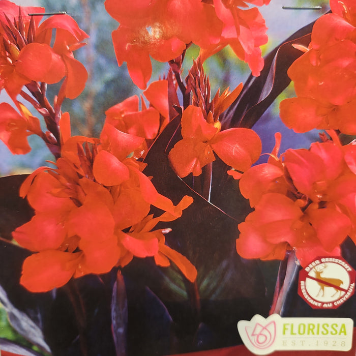 Canna Lily - Australis