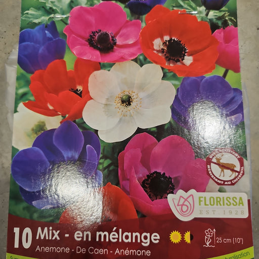 Anemone De Caen Mix