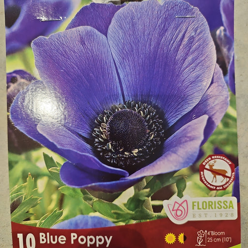Anemone Blue Poppy 25/Pkg