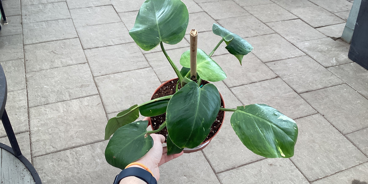 philodendron punctata variegated Philodendron Punctata — Dutch Growers Regina
