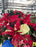 Poinsettia Live (Online