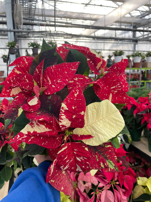 Poinsettia Live (Online