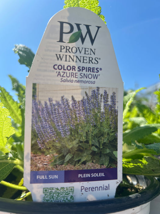 Salvia nem. Colour Spires Azure Snow 17cm