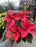 Poinsettia Live (Online