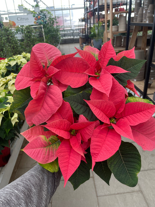 Poinsettia Live (Online