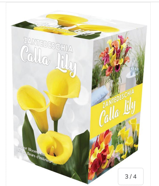 Calla Indoor Blooms Kit GP53