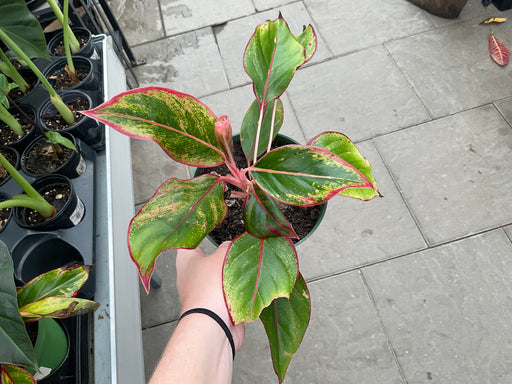 Aglaonema Siam Red