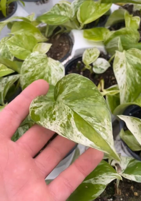 Pothos Marble Queen 4"