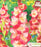 Glads - Apricot Bubble Gum