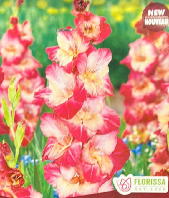 Glads - Apricot Bubble Gum