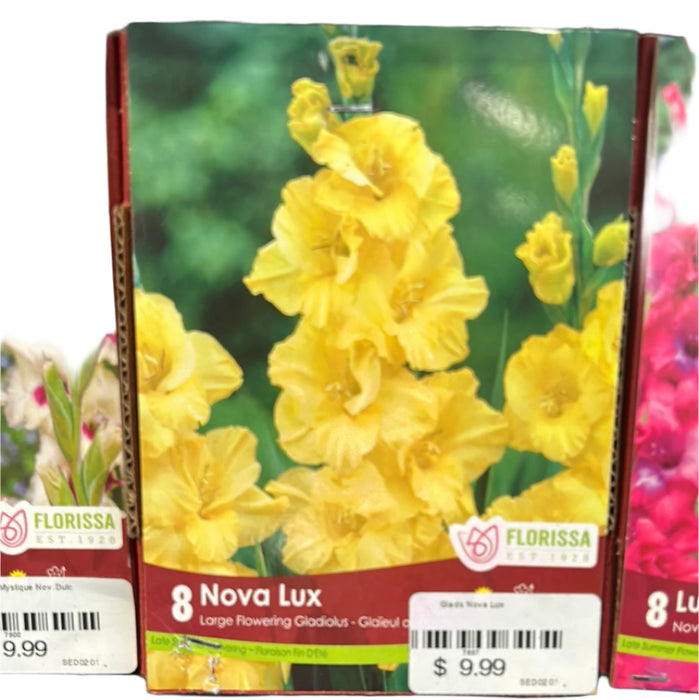 Glads Nova Lux