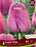 Tulip-Purple Pride
