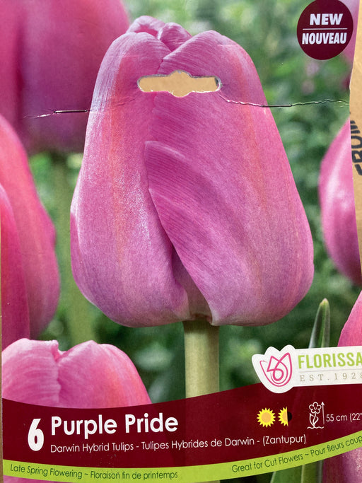 Tulip-Purple Pride