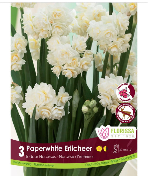 Daffodil Paperwhite Erlicheer 14+ 3pk