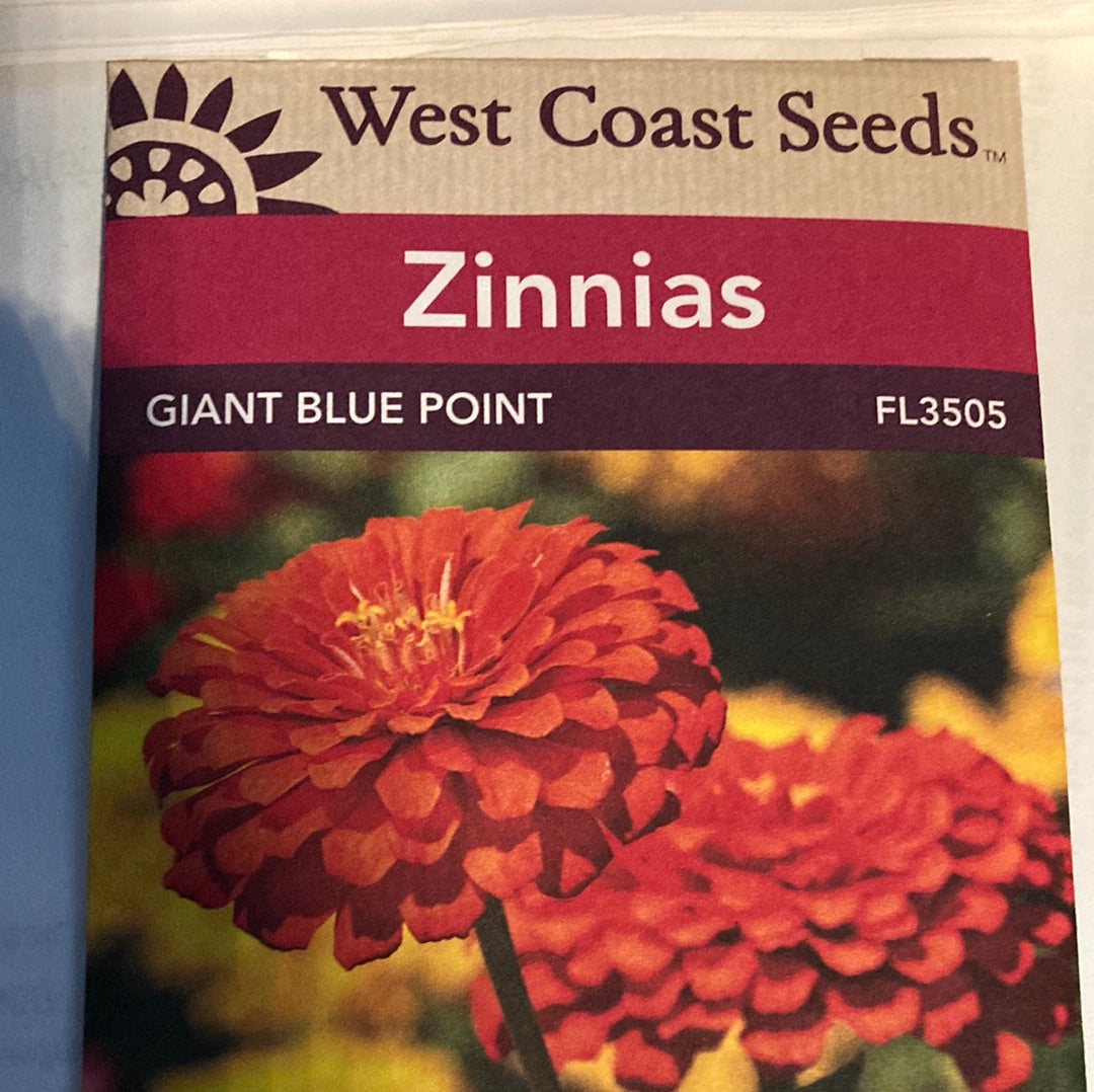 Seed WC Zinnias Giant Blue Point — Dutch Growers Regina